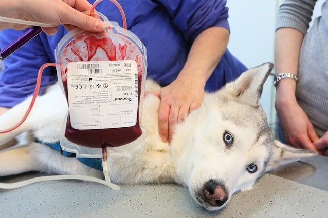 Anche i cani diventeranno donatori di sangue.