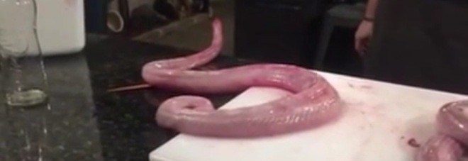Serpente torna in vita dopo essere decapitato e spellato dallo chef