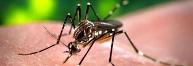 Tracce del virus Zika nella zanzara comune
