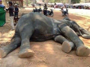 Elefantessa-stanchezza-maltrattamenti-vietnam-cambogia-iene-video