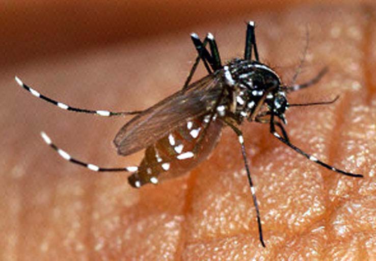 Allarme Zika, il contagio anche con la puntura della zanzara tigre.