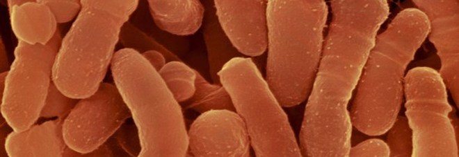 Scoperto batterio killer resistente agli antibiotici