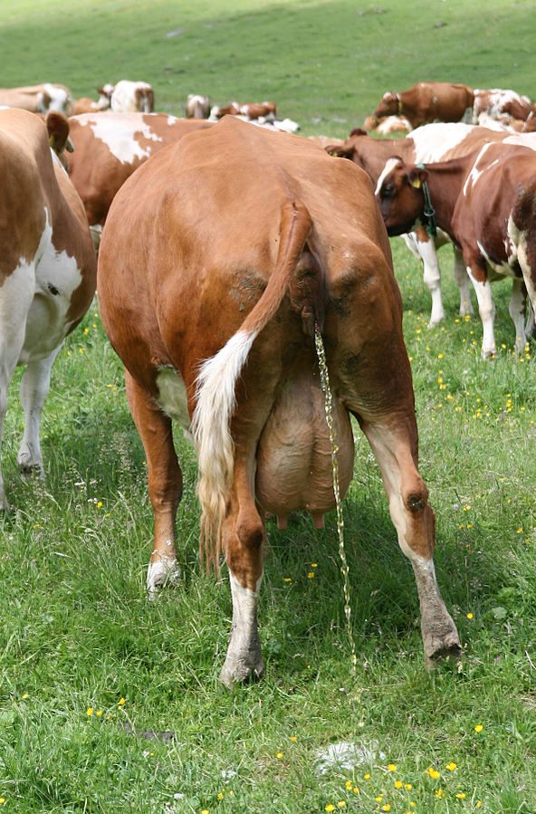 La sconvolgente scoperta dell'urina delle vacche