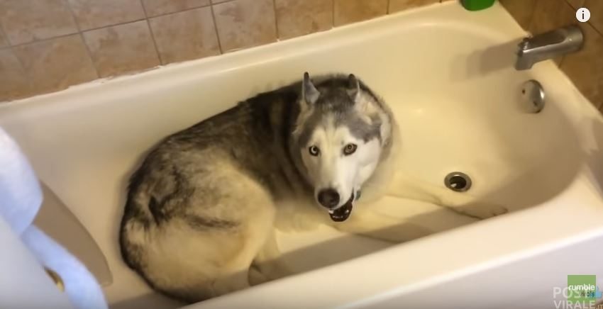 Il pianto dell'husky nella vasca commuove il web, video ma il motivo è tutto da ridere.