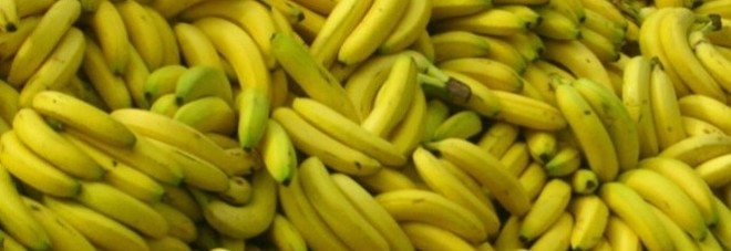 Banane, allarme fungo patogeno