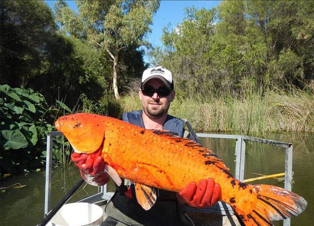 Allarme pesci rossi nei fiumi, possono diventare pericolosi!
