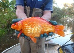 Giant goldfish threatening freshwater species in WA waterways, researchers find