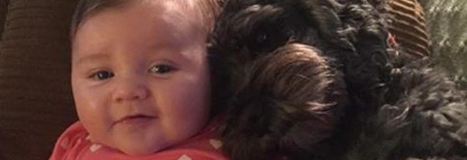 Usa, cane eroe, ha salvato la vita ad una bambina di 8 mesi