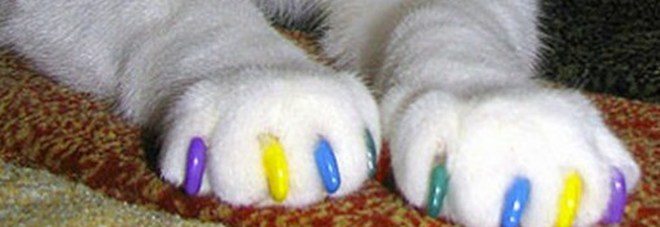 Ultima follia per gatti, unghie colorate, scopri quanto costano