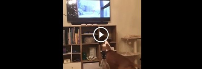 L'incredibile reazione del cane al film in tv (Video)