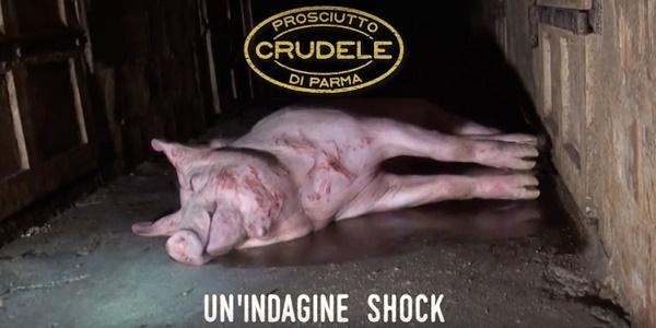Video choc dei maiali, per l'allevamento del prosciutto di Parma
