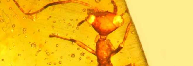 Nell'ambra un insetto simile a ET, vissuto 100 milioni di anni fa