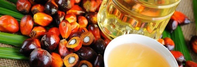 "L'olio di palma fa bene", uno studio dimostra il contrario