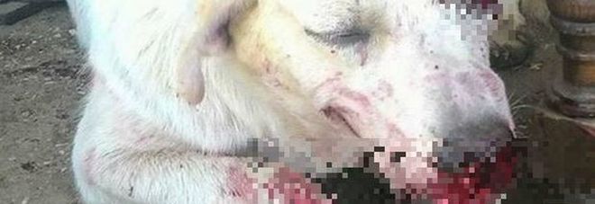 Giustizia per Angelo, il cane massacrato di botte da 4 ragazzini, fra poco il processo.
