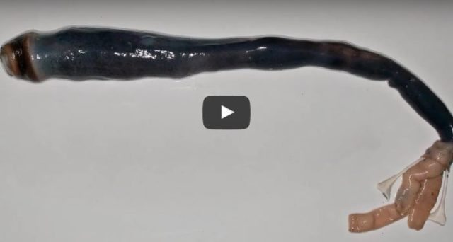 Scoperto "verme mostro", lungo un metro e mezzo nelle paludi