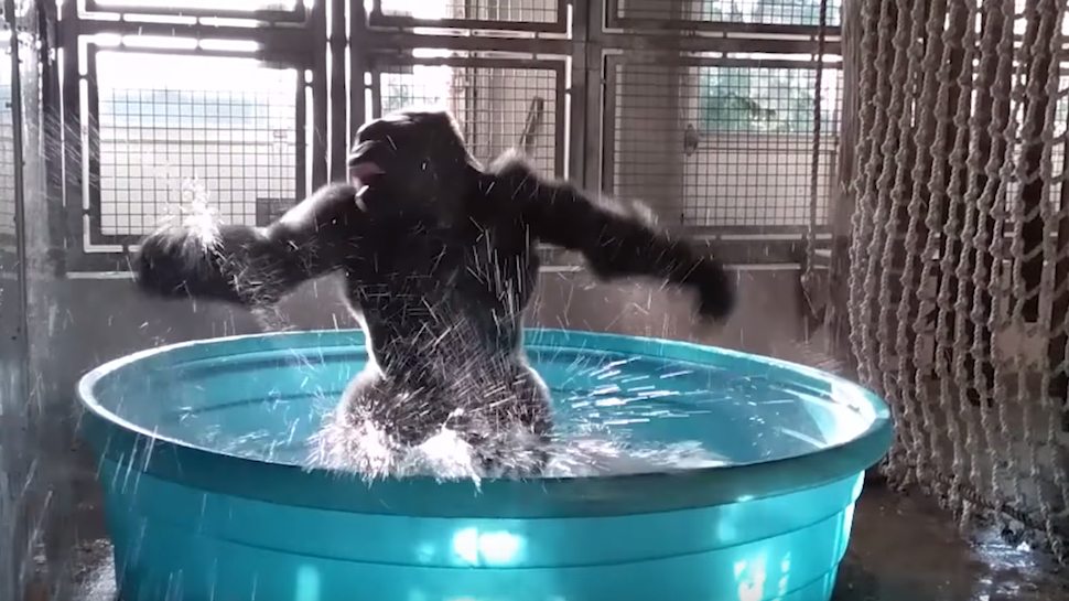 Zola il gorilla che balla la breackdance in acqua, ha conquistato il web