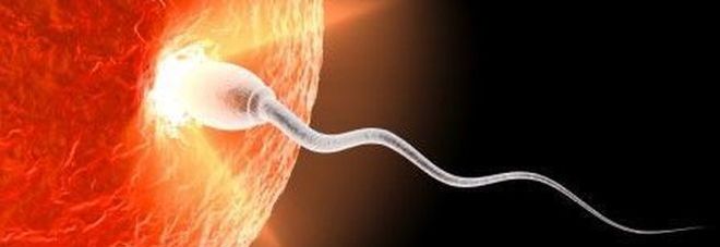 Sterilità maschile: spermatozoi ottenuti da cellule dell'orecchio