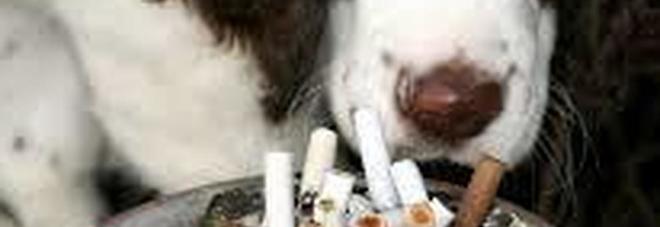 Il fumo passivo fa male anche a cani e gatti, lo testimonia una ricerca