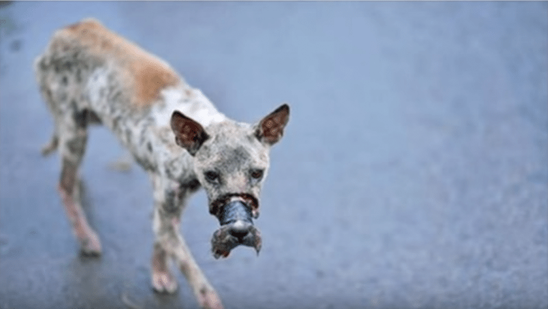 Stragi di cani nel napoletano, è un reato, ma spesso restano impuniti