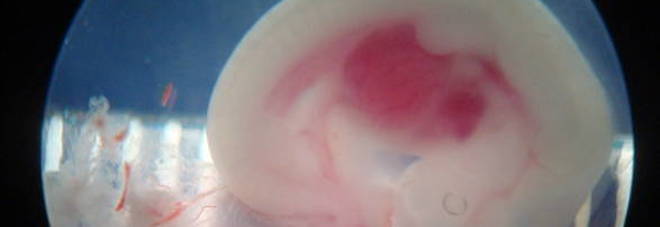 Creato embrione ibrido  uomo-pecora, prima volta al mondo