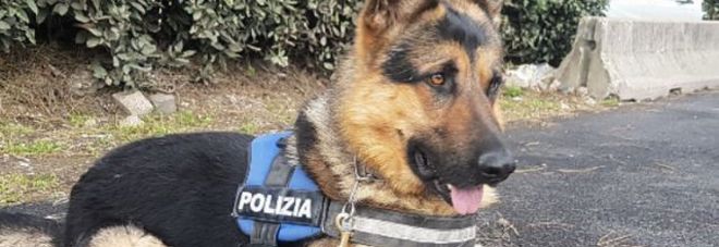 Da trovatello a cane poliziotto: per ares oggi il suo primo giorno di lavoro