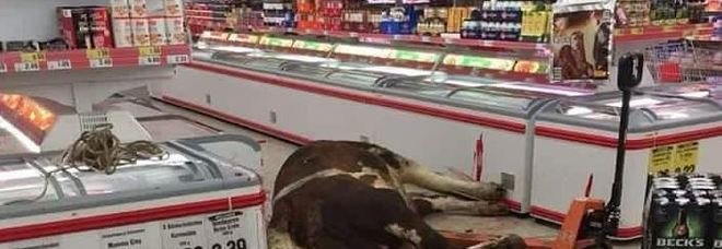 Mucca fuggita dal mattatoio si rifugia in un supermercato, uccisa, virale sui social.