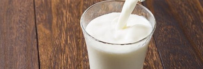 Il latte di scarafaggio è più nutriente di quello di mucca, e un giorno potrebbe finire sulle nostre tavole.