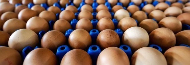 Uova contaminate da antibiotici, trovate confezioni in Polonia e Germania.
