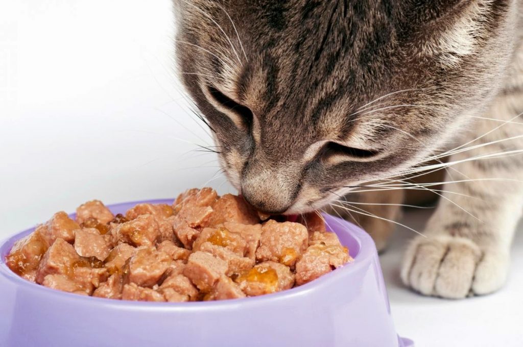 Gli errori da evitare nell'alimentazione del gatto
