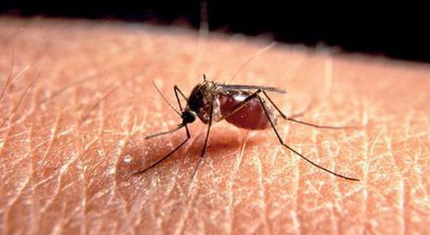 Allerta zanzare