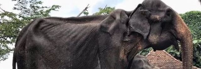 Elefante denutrito e malato di 70 anni costretto a sfilare in Sri Lanka