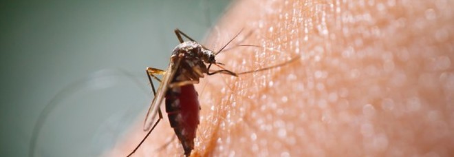 Allarme zanzare killer, virus che fa scoppiare il cervello