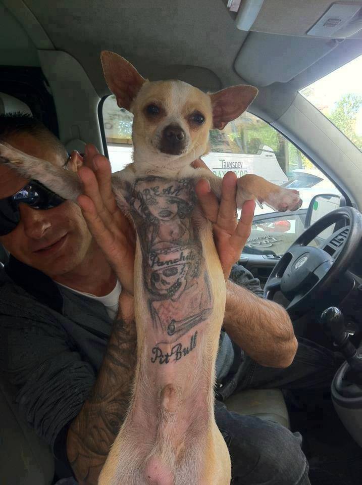 Cani tatuati: una moda dilagante che mette a rischio la salute degli animali-curiosauro.it