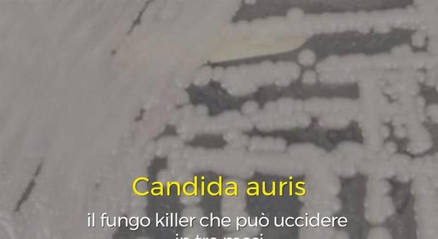 Candida auris, il fungo killer spaventa i medici: «Febbre e dolori, può uccidere in 3 mesi»-LEGGO➥