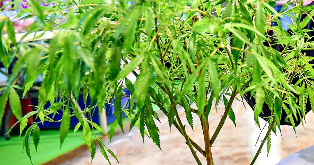 Cannabis, Cassazione: "Non è¨ reato coltivare piante in casa se poche e per uso personale". Mantero (M5s): "Ora politica agisca" - Il Fatto Quotidiano➥