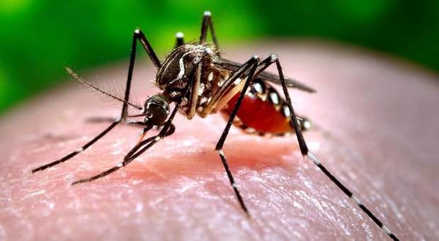 Zanzara Coreana, allarme a Natale: allerta in 5 regioni. «Pericolosa per l'uomo e per gli animali»-LEGGO ➥